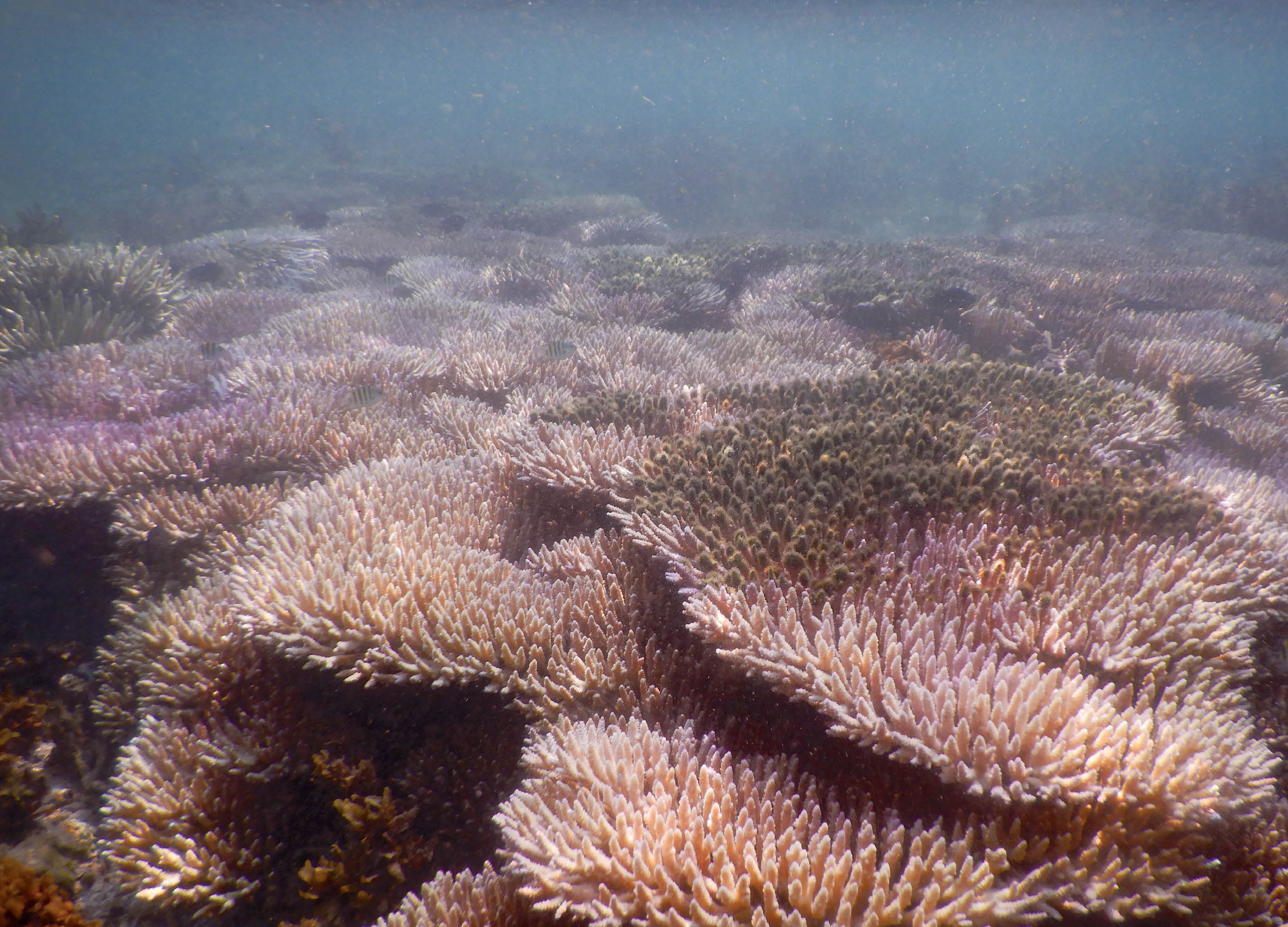 gny-coral-reefs-in-changing-climate